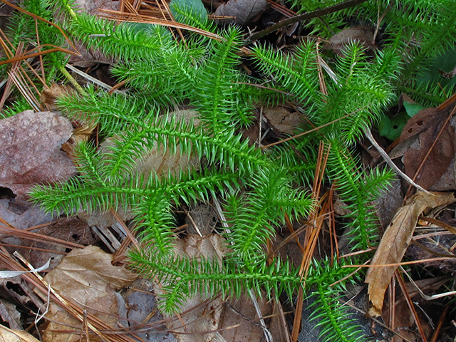 Lycopodium clavatum (Running clubmoss) #64444