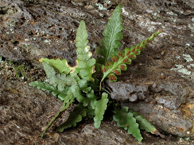 Asplenium pinnatifidum (Lobed spleenwort) #64456