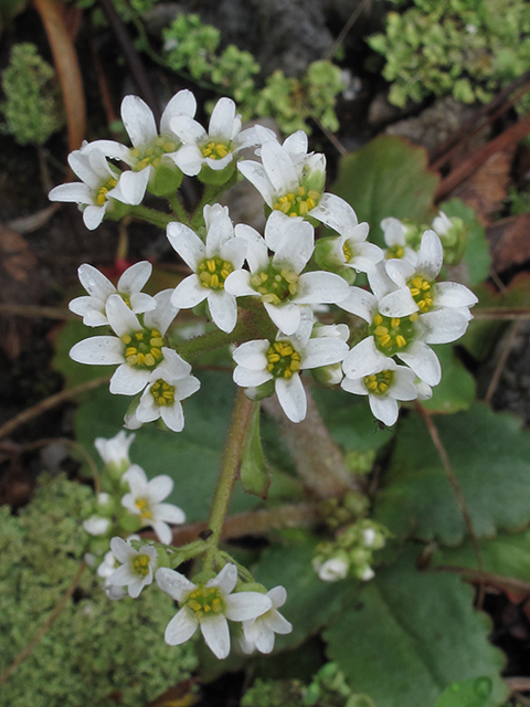 Saxifraga virginiensis (Early saxifrage) #64462