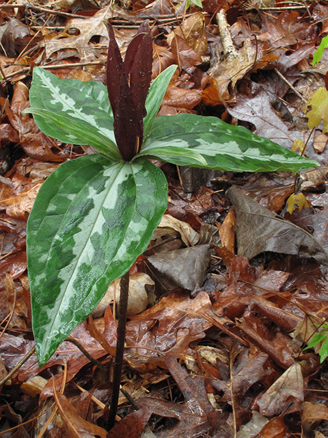 Trillium underwoodii (Longbract wakerobin) #64469