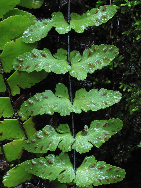 Asplenium heteroresiliens (Morzenti's spleenwort) #64470