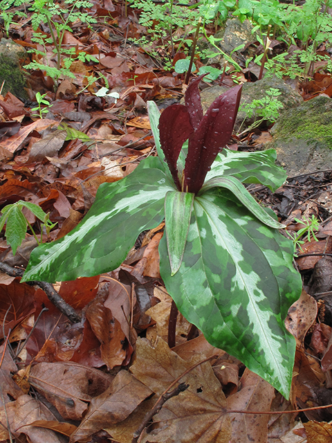 Trillium underwoodii (Longbract wakerobin) #64472