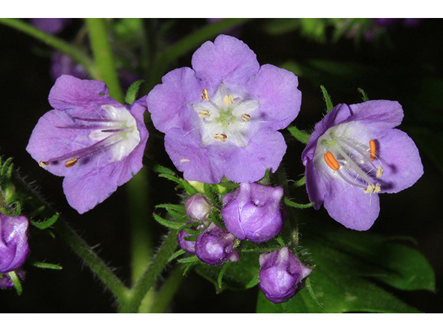 Phacelia bipinnatifida (Fernleaf phacelia) #64477