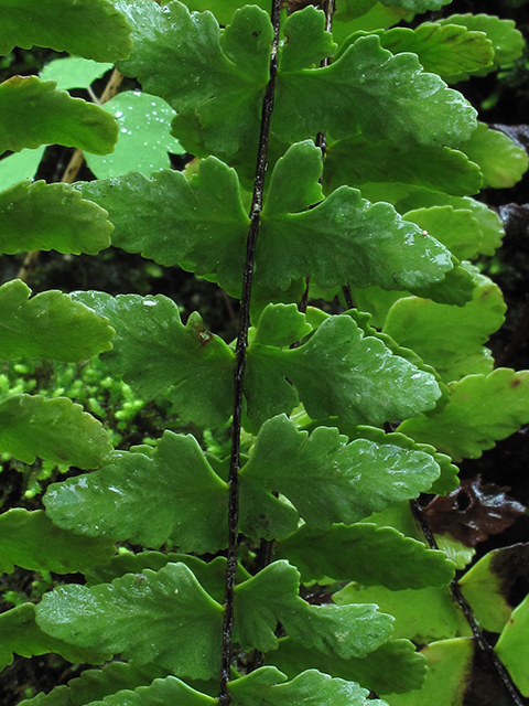 Asplenium heteroresiliens (Morzenti's spleenwort) #64481