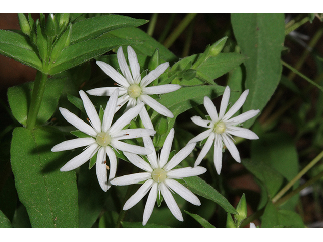 Stellaria pubera (Star chickweed) #64491