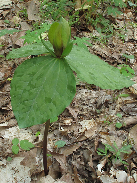 Trillium cuneatum (Little sweet betsy) #64506