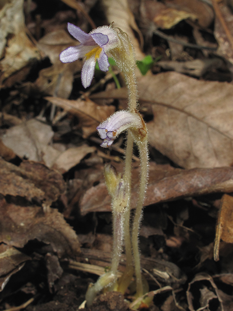 Orobanche uniflora (One-flowered broomrape) #64510