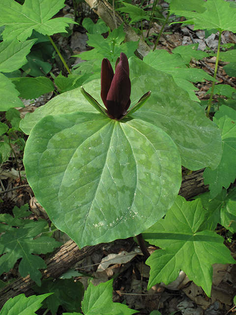 Trillium cuneatum (Little sweet betsy) #64513