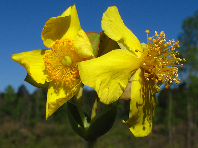 Hypericum crux-andreae (St. peter's-wort) #64520