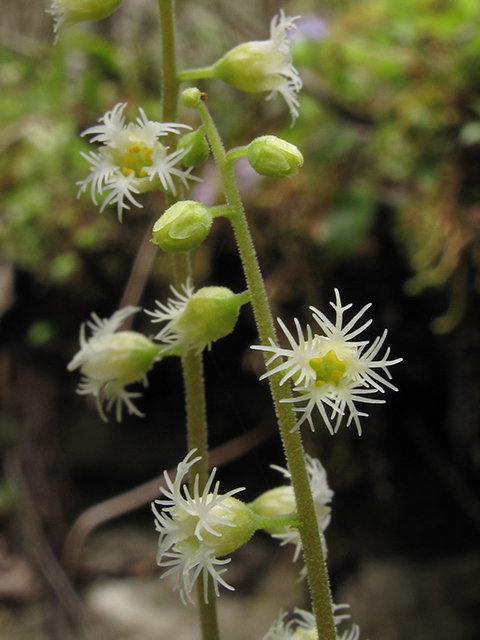 Mitella diphylla (Twoleaf miterwort) #64522