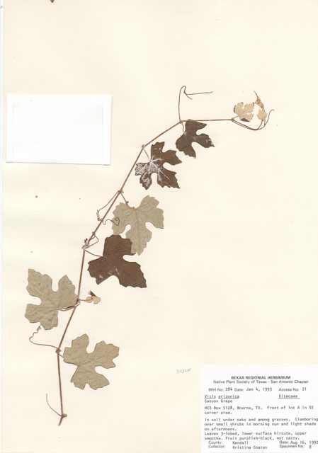 Vitis arizonica (Canyon grape) #29246