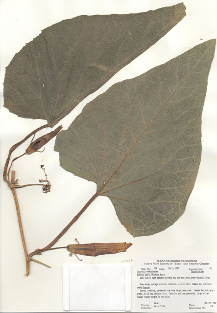 Cucurbita foetidissima (Stinking gourd) #29289