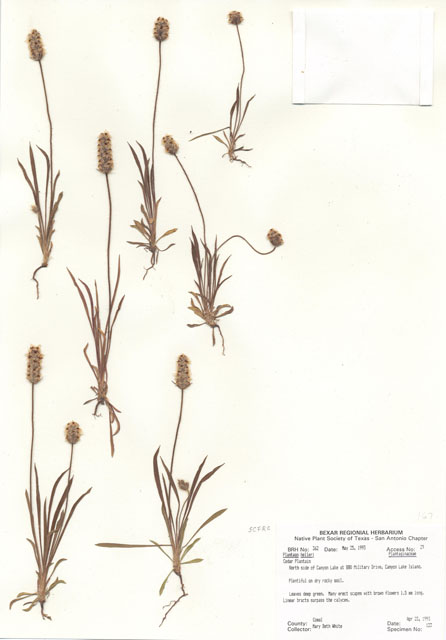 Plantago helleri (Heller's plantain) #29327