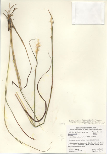 Cenchrus myosuroides (Big sandbur) #29445