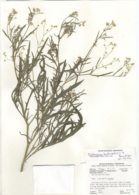 Hymenopappus artemisiifolius var. artemisiifolius (Oldplainsman) #29465