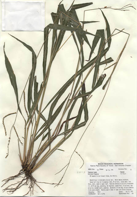 Paspalum langei (Rustyseed paspalum) #29717