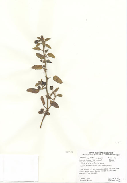 Rhynchosida physocalyx (Bladderpod sida) #29839