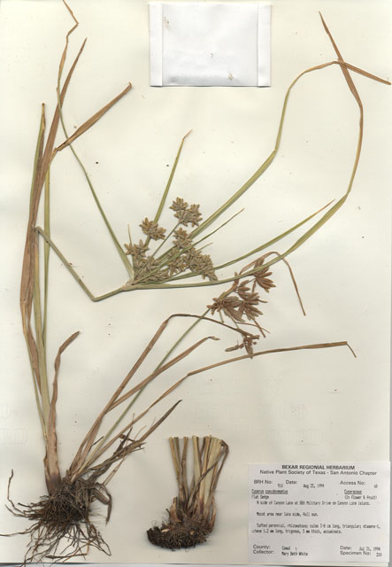 Cyperus pseudovegetus (Marsh flatsedge) #29897