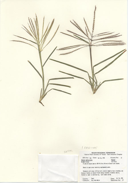 Chloris verticillata (Tumble windmill grass) #29917