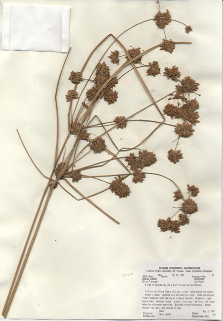 Cyperus elegans (Royal flatsedge) #29921