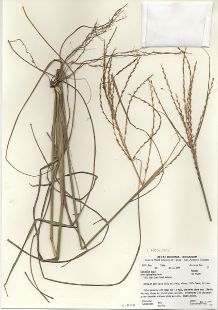 Leptochloa dubia (Green sprangletop) #29963