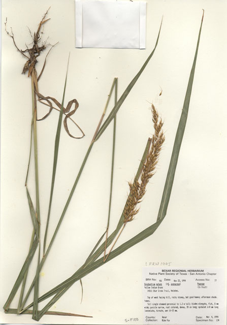 Sorghastrum nutans (Indiangrass) #29964