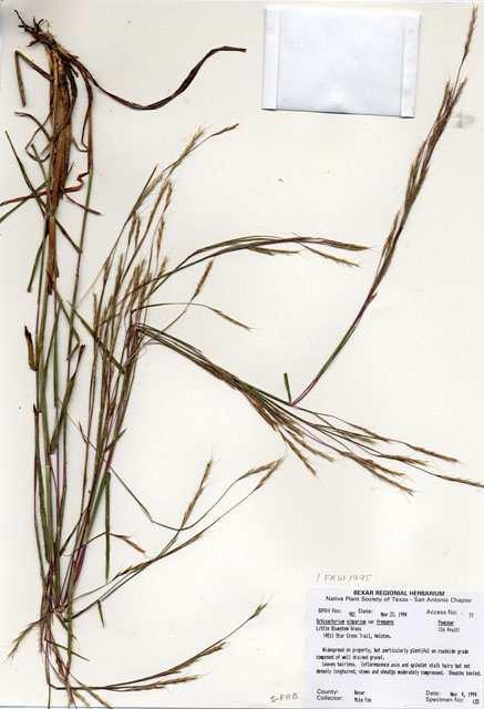 Schizachyrium scoparium var. scoparium (Little bluestem) #29965