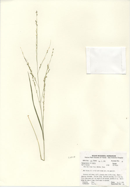 Panicum hallii var. hallii (Hall's panicgrass) #30029