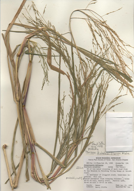 Panicum dichotomiflorum (Fall panicgrass) #28998