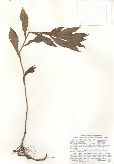 Diodia virginiana (Virginia buttonweed) #29000