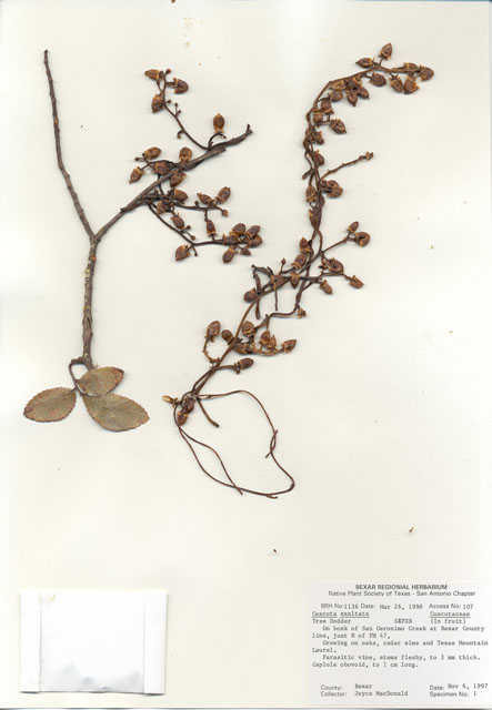 Cuscuta exaltata (Tree dodder) #29017