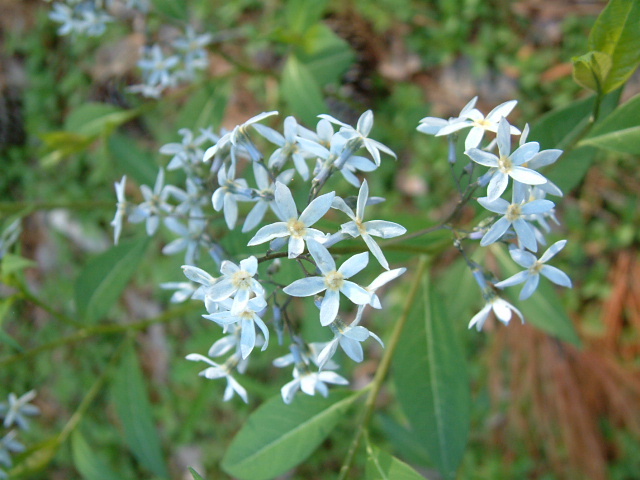 Amsonia rigida (Stiff bluestar) #18814