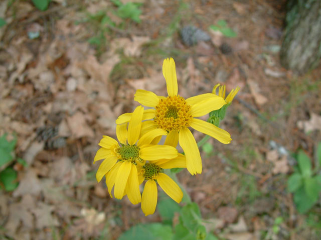 Arnica acaulis (Common leopardbane) #18833