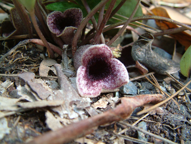 Hexastylis minor (Little heartleaf) #18974