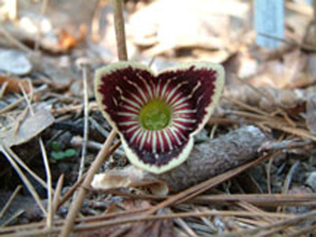 Hexastylis speciosa (Harper's heartleaf) #18976