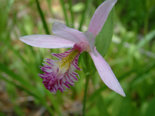 Pogonia ophioglossoides (Rose pogonia) #18850