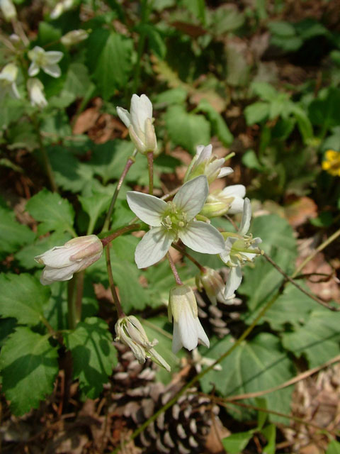 Cardamine angustata (Slender toothwort) #18855