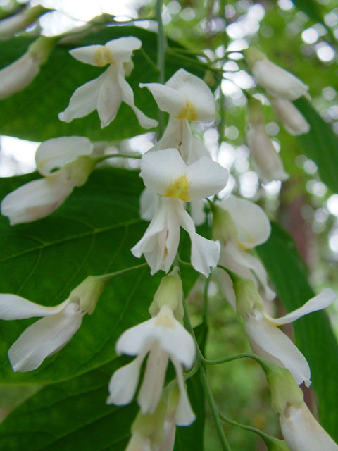 Cladrastis kentukea (Kentucky yellowwood) #18876