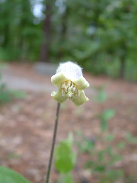 Clematis ochroleuca (Curlyheads) #18879