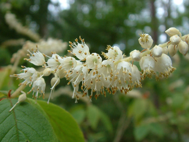 Clethra acuminata (Mountain pepperbush) #18883