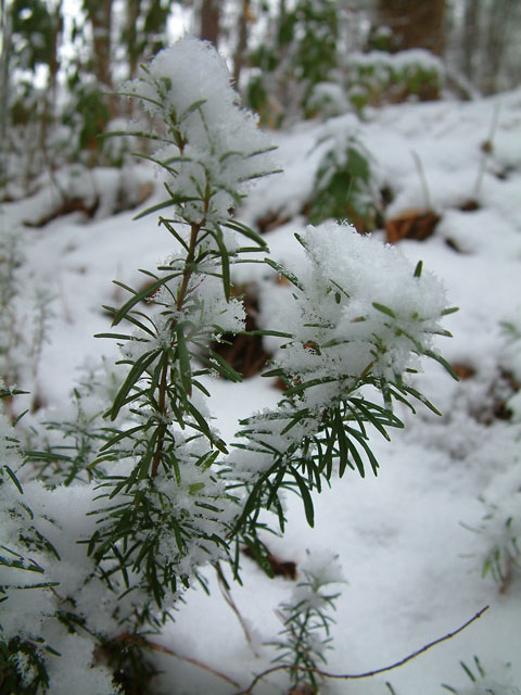 Conradina glabra (Apalachicola false rosemary) #18892