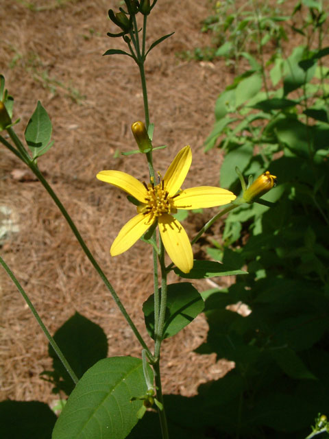 Coreopsis latifolia (Broadleaf tickseed) #18896