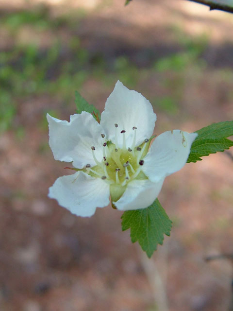 Crataegus rufula (Rusty hawthorn) #18908