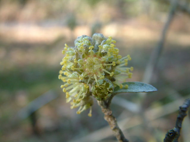 Croton alabamensis (Alabama croton) #18912