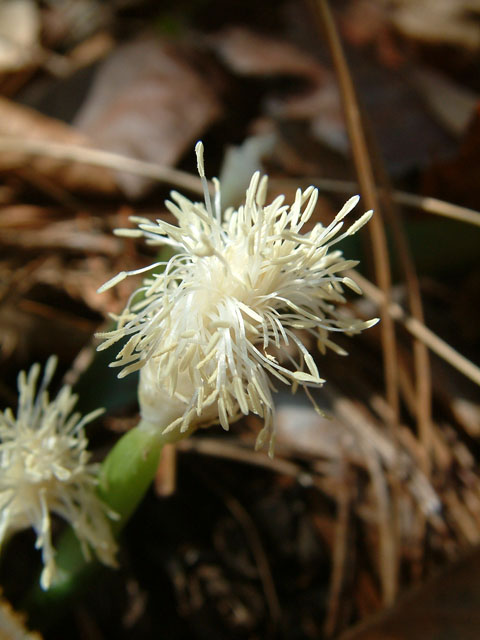 Cymophyllus fraserianus (Fraser's cymophyllus) #18913