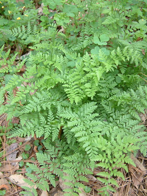 Cystopteris protrusa (Lowland bladderfern) #18916