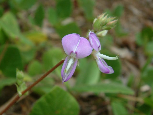 Desmodium rotundifolium (Prostrate ticktrefoil) #18918