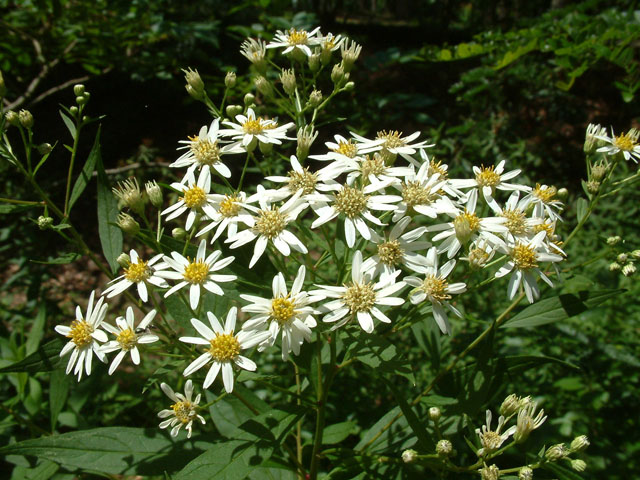 Doellingeria umbellata (Parasol whitetop) #18923