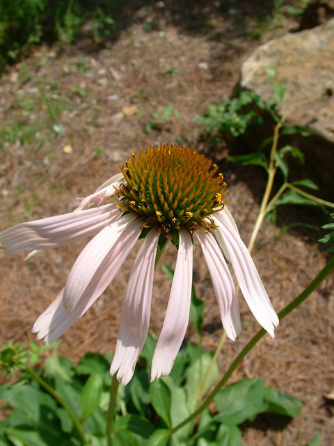 Echinacea laevigata (Smooth purple coneflower) #18926