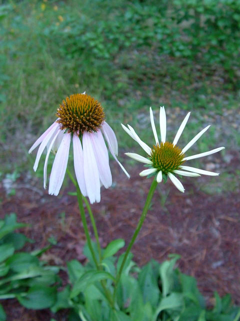 Echinacea laevigata (Smooth purple coneflower) #18927